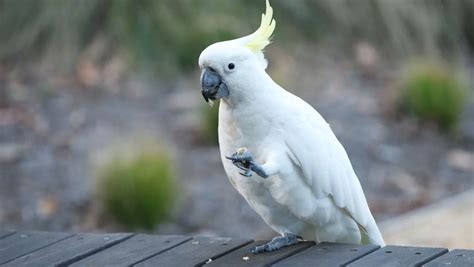 適合養在家裡的鳥|12 種最友善的寵物鳥類：初學者的最佳夥伴！